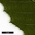 SpeciesSub: subsp. glabrata